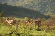 impala